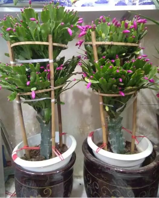 吉祥綠植添喜氣，如意花卉送實惠——綠蘿盆景與托盤組合大讓利